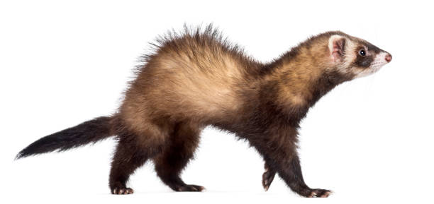 istock Side view of Ferret, 7 months old, walking against white background 877369546