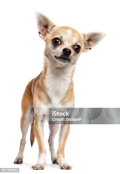 Photo libre de droit de Chihuahua Debout Et Regarder La Caméra Sur Fond Blanc banque d'images et plus d'images libres de droit de Chihuahua - Chien de race