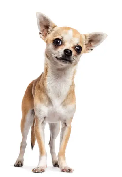Photo of Chihuahua standing and looking at camera against white background