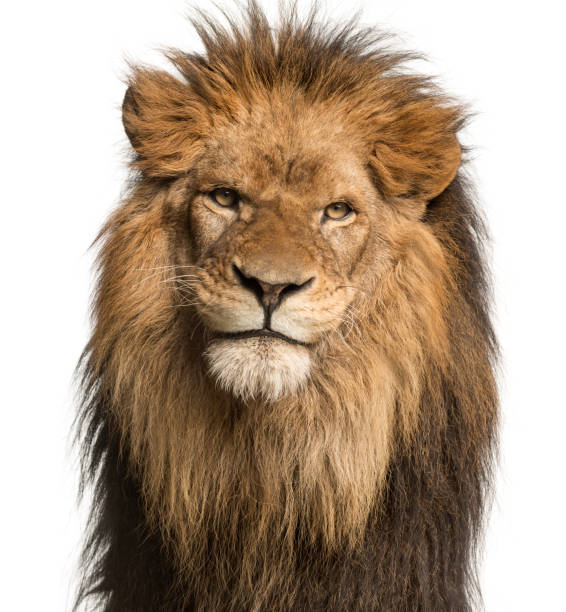 istock Lion, Panthera Leo, 10 years old, isolated on white 877369562