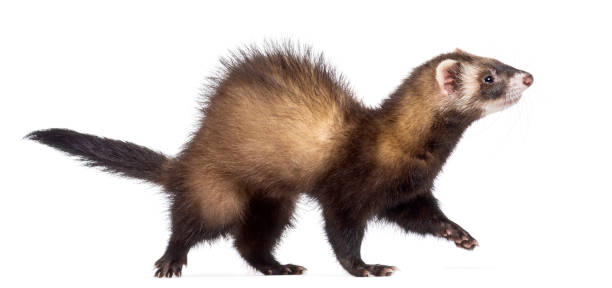 istock Ferret, 7 months old, looking away against white background 877369568