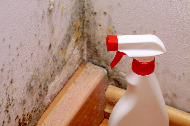 istock Spray to remove mould on the wall in house. Remove the mold problem. 877370482