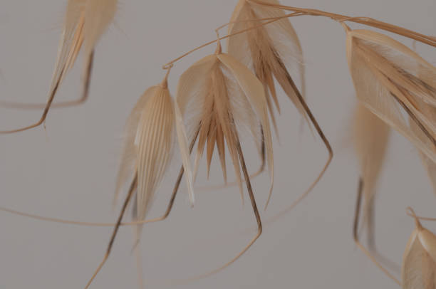 istock spikes of grass on natural background 877371520