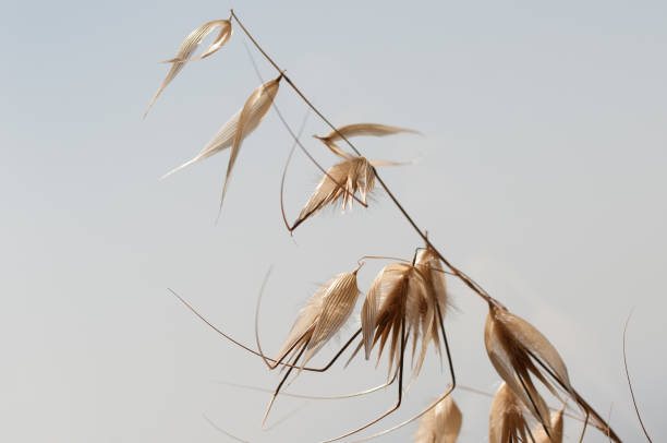istock spikes of grass on natural background 877371834
