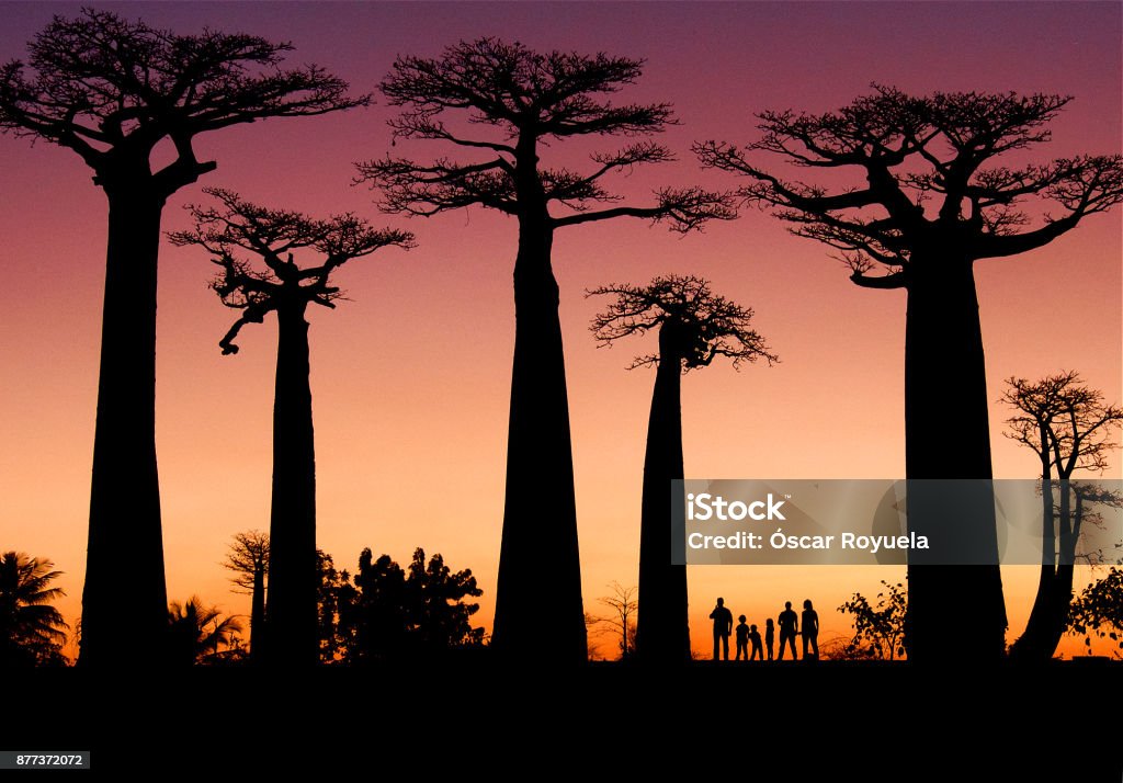 Silhouette Baobabs Madagascar Madagascar Stock Photo