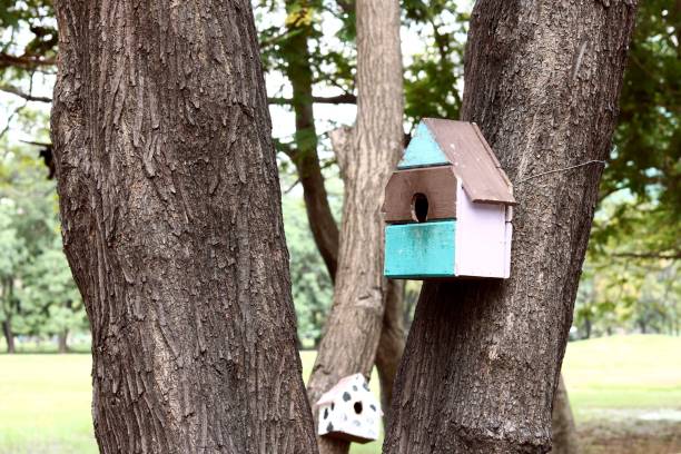 istock colorful bird house on the tree 877372400