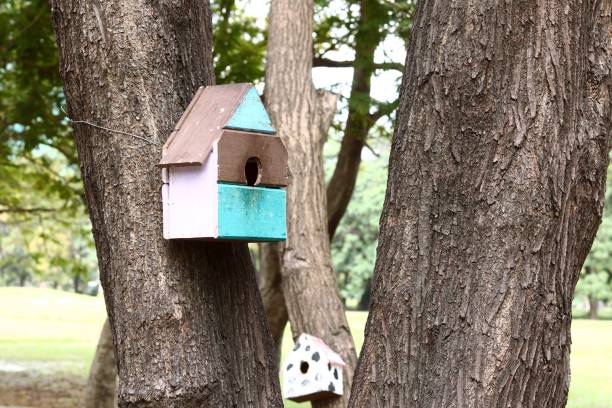 istock colorful bird house on the tree 877372460
