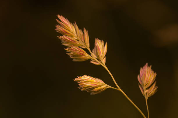 spikes of grass on natural background