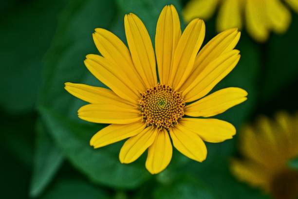 istock Beautiful blooming yellow flower in green grass 877373772