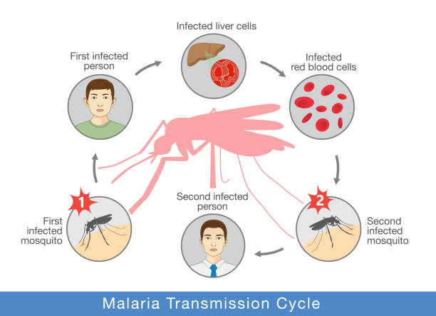 말라리아 전송 주기를 보여주는 그림. - malaria stock illustrations