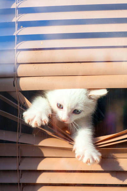 istock small white kitten in the blinds on the window 877381558