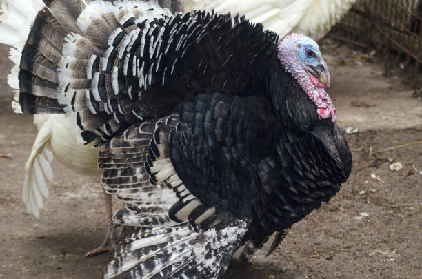 istock Turkeys are walking on the farm. 877381700