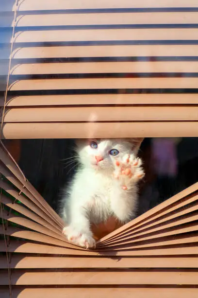 Photo of small white kitten in the blinds on the window