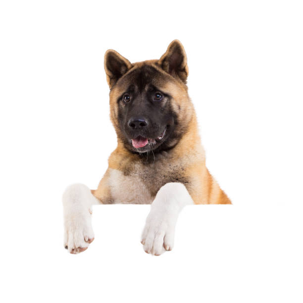 istock american akita standing behind blank panel isolated 877383336