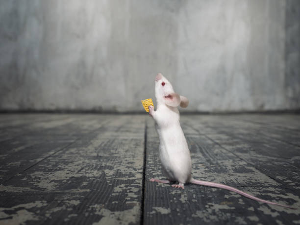 istock White mouse with a piece of cheese 877383354