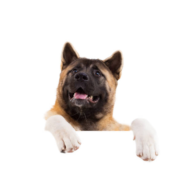 istock american akita standing behind blank panel isolated 877383424