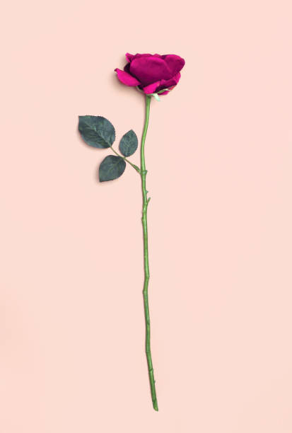 istock Pink rose flower isolated on a white background 877383426