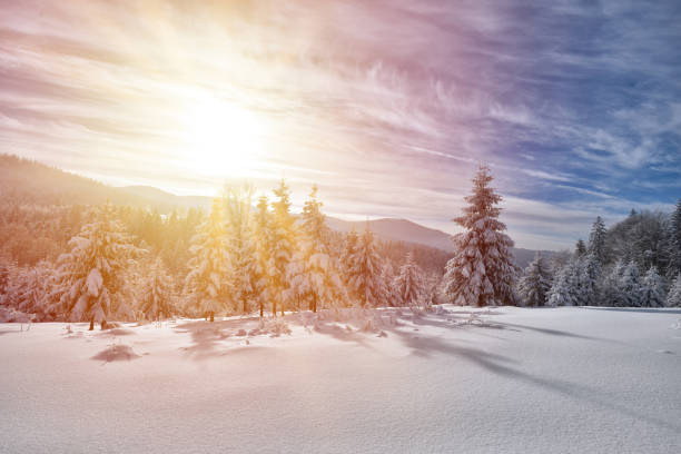 istock Majestic white spruces glowing by sunlight. Picturesque and gorgeous wintry scene. 877385396