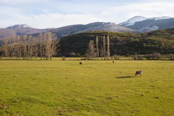 Three Cows Grazing in Mountainous Landscape Valley Winter with trees and hills - Tres Vacas Pastando en Valle de Paisaje Montañoso Invernal con arboles y colinas