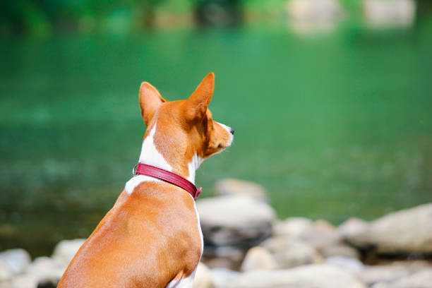 istock Basenji dog on the river. 877386330