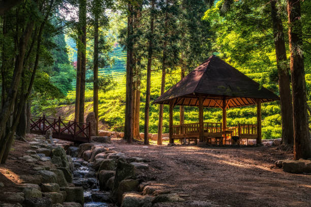 istock picnic table in boseong green tea farm 877386548