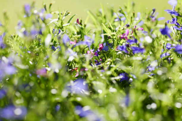 istock Meadow background of grass summer spring 877386608