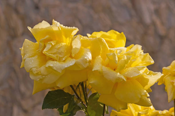 Rose bush with yellow raindrops