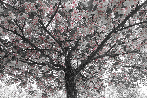 Cherry or Plum Japanese Tree with Flowers and with photographic treatment of color - Cherry or Japanese plum blossom with photographic treatment of color in two tones: black and white and pink