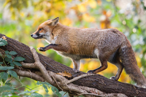 red fox (vulpes vulpes) - leaf autumn falling tree imagens e fotografias de stock