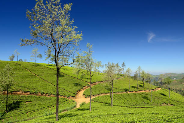 istock Beautiful highland tea plantations 877387670