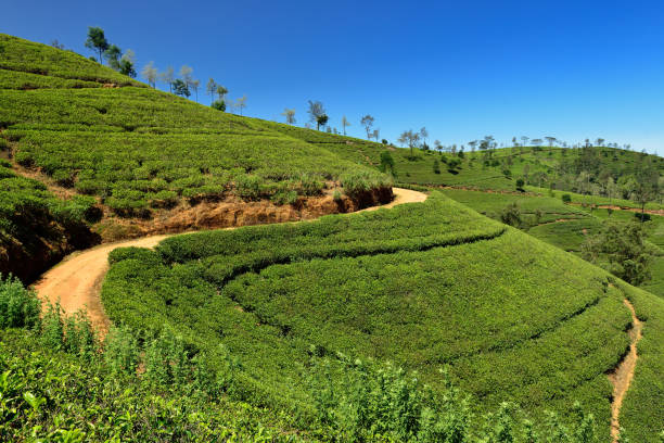 istock Beautiful highland tea plantations 877390492