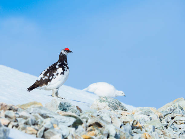 istock rock ptarmigan pair 877394386