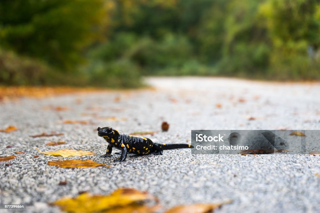 Salamandre de feu dans la nature - Photo de Amphibien libre de droits