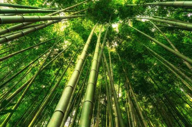 Bamboo forest in Damyang. Looked from bottom up. Damyang, south korea