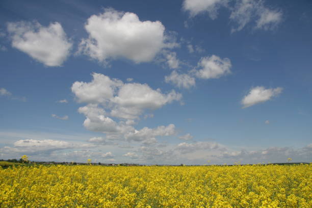 Wolken über dem Feld – Foto