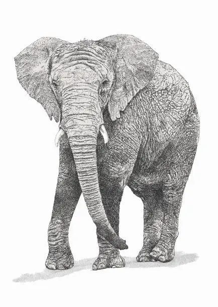 Vector illustration of African Bull Elephant