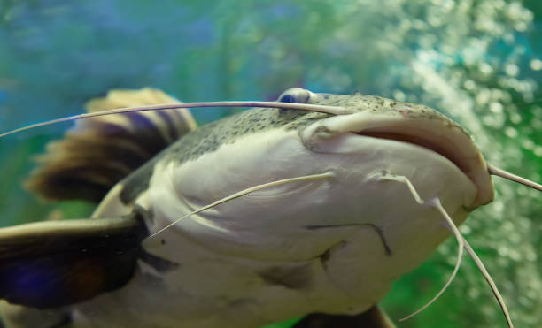 istock som in water close up 877396126