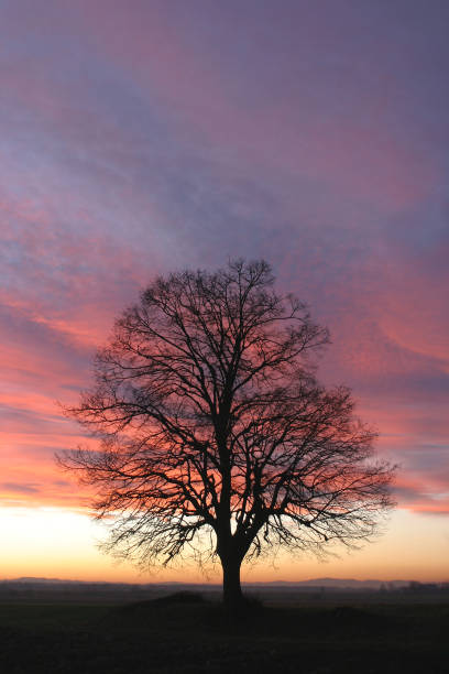 Dramatischer Himmel über den Bäumen – Foto