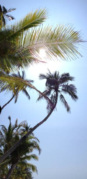 istock Palm trees against sunny sky 877396462