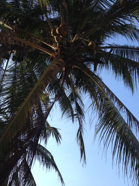 istock Palm trees against sunny sky 877398590