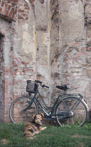 istock Dog guarding the bicycle left next to the old brick wall 877407510