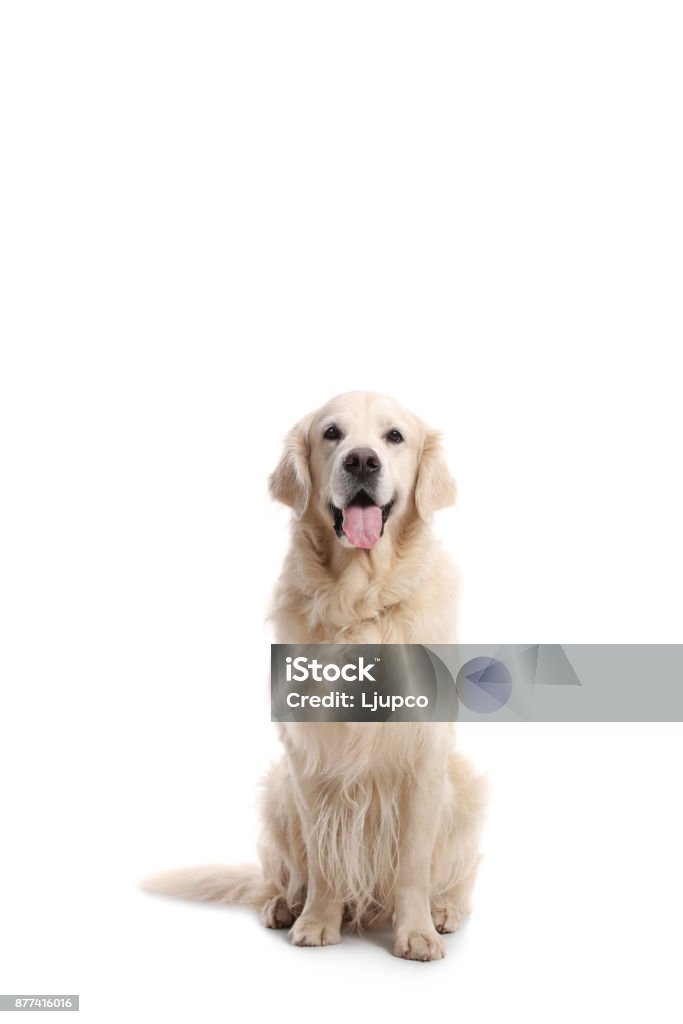Labrador retriever dog Labrador retriever dog isolated on white background Animal Stock Photo