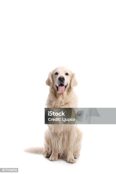 Labrador Retriever Dog Stock Photo - Download Image Now - Animal, Animal Body Part, Canine - Animal