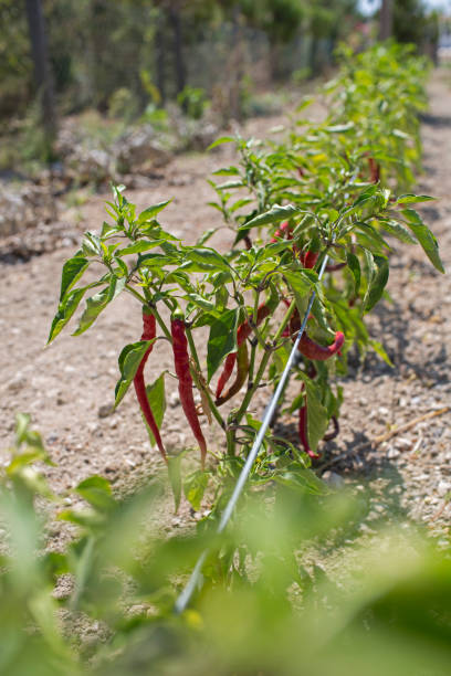 istock Fresh Red Chillies Growing in the Vegetable Garden 877450934