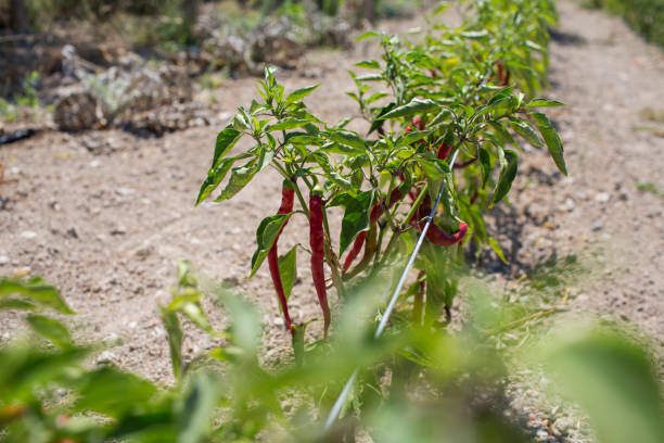 istock Fresh Red Chillies Growing in the Vegetable Garden 877458596