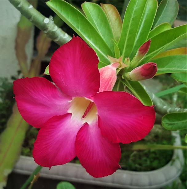istock Adenium Blooming in the Garden 877460704