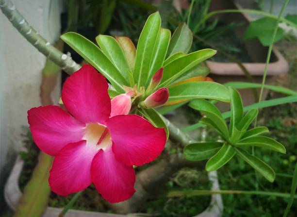 istock Adenium Blooming in the Garden 877462758