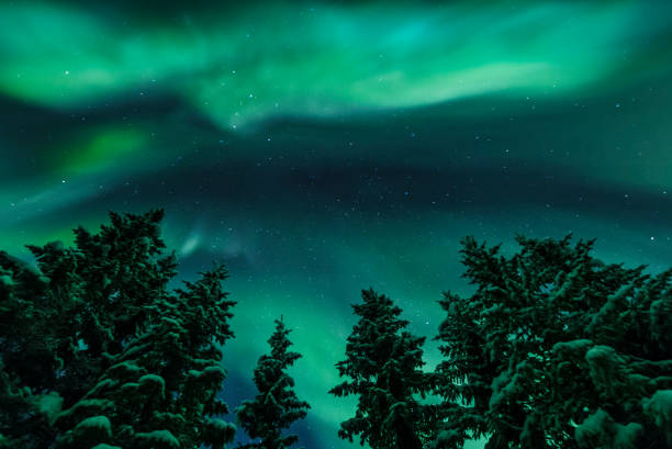 istock Northern lights over snow covered trees 877473496