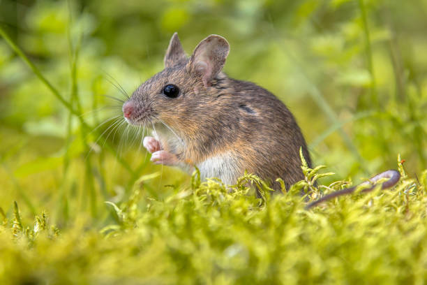 istock Wood mouse in green natural habitat 877474716