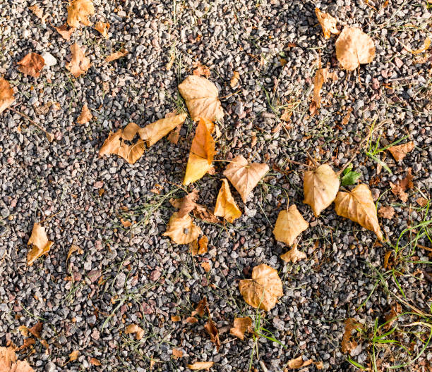 istock sandy stone ground with autumn leaves. background, texture. 877490656